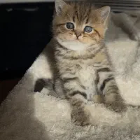 بچه گربه بریتیش گلد چشم سبز
