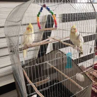 فروش یک جفت عروس هلندی