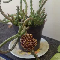 گل ستاره دریایی و گل صخره ای|گل و گیاه طبیعی|آذرشهر, |دیوار