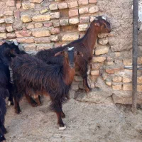 گوسفند داشتی