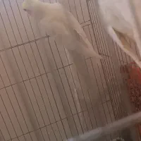 عروس هلندی|پرنده|میاندوآب, |دیوار