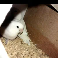 کوتوله آلبینو نر