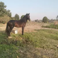 کره نریان کرد
