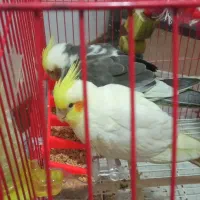 سلام یه جفت عروس هلندی رام وخوشکل وسالم دارم زیبا