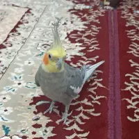 عروس هلندی سرحال و سخن گو