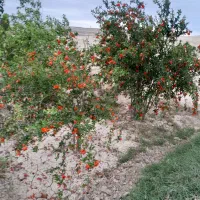 کودحیوانی تحویل بانیسان