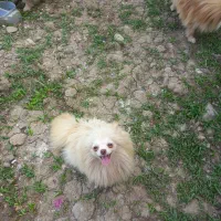 چهار عدد ماده سگ پامر سایز ریز عالی مولد|سگ|رشت, ترمینال|دیوار