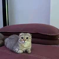 بچه گربه ۴ ماهه ماده بلک گلد