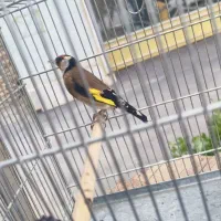 سره دوساله بهاره