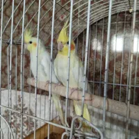 عروس هلندی لوتینو