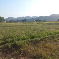 فروش ۲۰۰۰ متر زمین داخل طرح چسبیده به مسکونی|فروش زمین و ملک کلنگی|پره‌سر, |دیوار