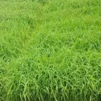 توم نشا  علی کاظمی