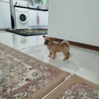 دو عدد توله جیگر(شاهد شهر)