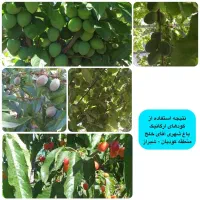 کود ارگانیک (افزایش تناژ و کیفیت گیاهت در اصفهان)|خدمات باغبانی و درختکاری|اصفهان, تیران|دیوار
