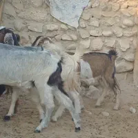 ۳۲راس بز جوان داشتی و گوشتی|حیوانات مزرعه|علامرودشت, |دیوار