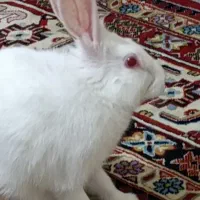 خرگوش سفید