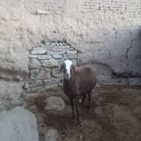 گوسفند،میش داشتی