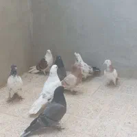 کبوتر زوردار نر و ماده جفت