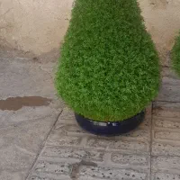 سبزه