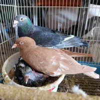 کفتر|پرنده|پاکدشت, حصار امیر|دیوار