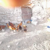 تعدادی جوجه خروس محلی