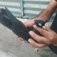 کبوترزاغ