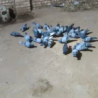 کبوتر پلاکی افغان|پرنده|میانه, |دیوار