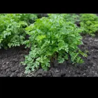 جعفری  بسته بندی