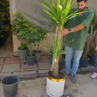 گل های اپارتمانی|گل و گیاه طبیعی|ری, |دیوار