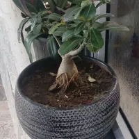 گل چهار عدد