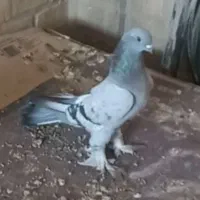 ماده برچباز با جوجه یه بند