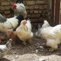 تخم مرغ نطفه دار