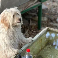 سگ شیتزو|سگ|بیرجند, |دیوار