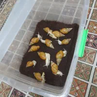 حلزون اچاتینا