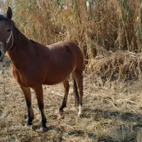 اسب ترکمن|اسب و تجهیزات اسب‌سواری|مانه, |دیوار