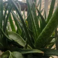 گل آلوئه ورا