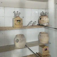 ۵ جفت فنچ نرگسی سیلور ضمانتی