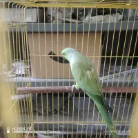 ملنگو نر معاوضه