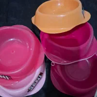 حراج واقعی محصولات پت شاپ|لوازم جانبی حیوانات|رشت, کاکتوس|دیوار