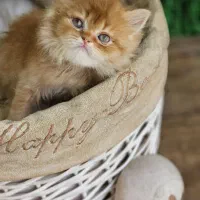 توله گربه شکلاتی