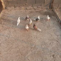 کفتر پرشی ب شرط|پرنده|قلعه نو, |دیوار