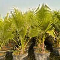 فروش گل و‌گیاه و مرکبات پیوندی|خدمات باغبانی و درختکاری|گتوند, |دیوار