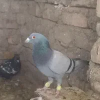 چندعددکفترنسل داروخوب بفروش میرسد|پرنده|سراوان, |دیوار