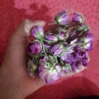 گل‌محمدی