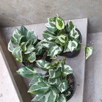 دونه 150اریکا 150|گل و گیاه طبیعی|نیشابور, شهید بهشتی|دیوار