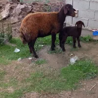 گوسفند شیشک بره دار قزل افشار