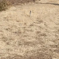 زمین کشاورزی در چاوگ