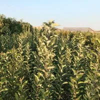 فروش نهال بادام وسیب وانواع نهال باچک صیادی|گل و گیاه طبیعی|میاندوآب, |دیوار