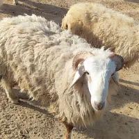 قوچ ها|حیوانات مزرعه|کرخه, |دیوار