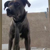 پیت بول|سگ|سیرجان, |دیوار